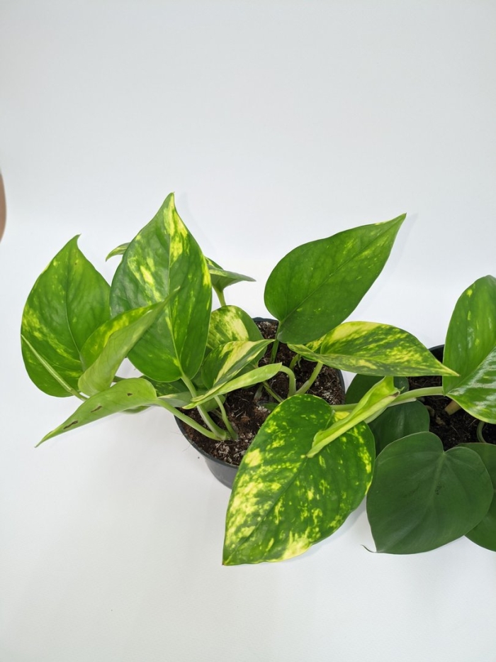 Эпипремнум марбл квин