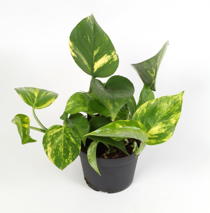 Эпипремнум мужегон