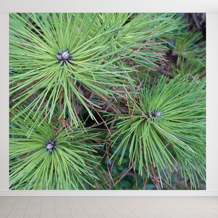 Сосна длинноигольчатая