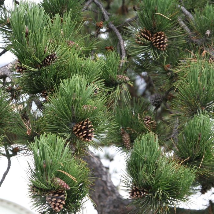 Сосна гималайская шишки