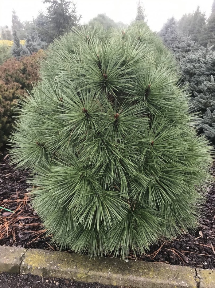 Сосна жеффрея йоппи