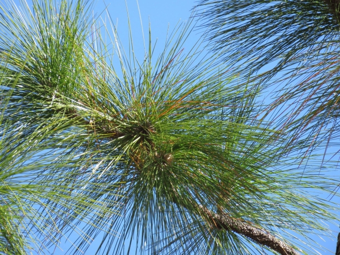 Североамериканская болотная сосна