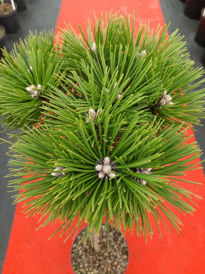Pinus nigra