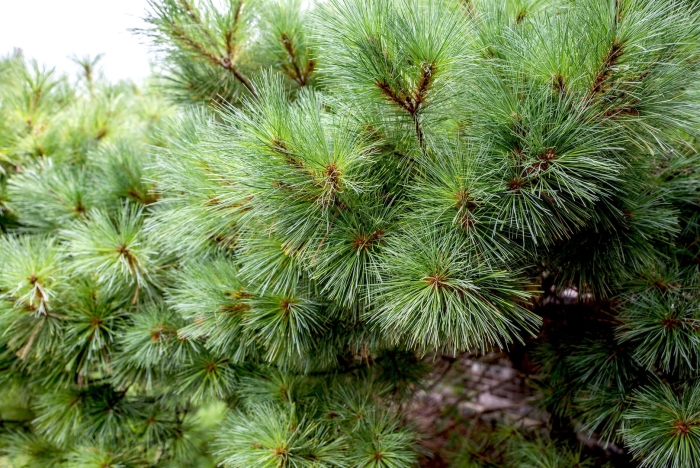 Pinus strobus