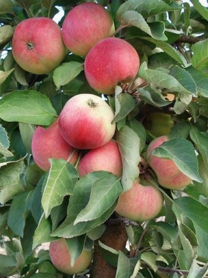 Яблоня колоновидная васюган