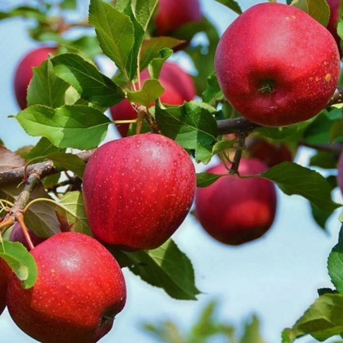 Яблоня красная ранняя