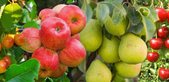 Плодовые растения