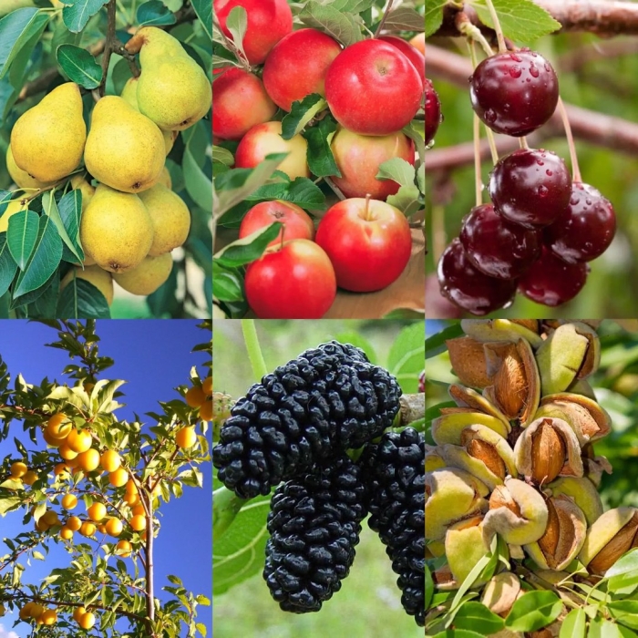 Мевали дарахт кўчатлари