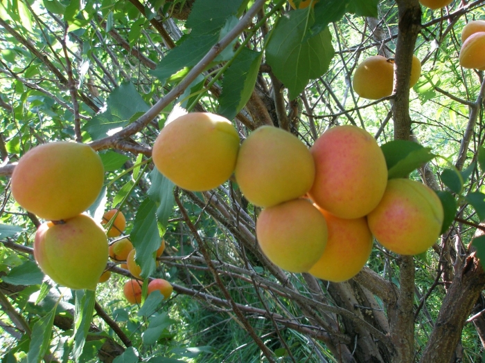 Саженцы абрикос триумф северный