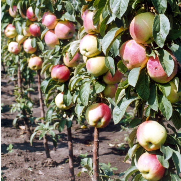 Яблоня колоновидная президент