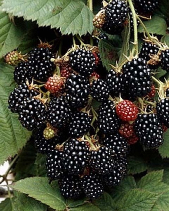 Ежевика блэк сатин