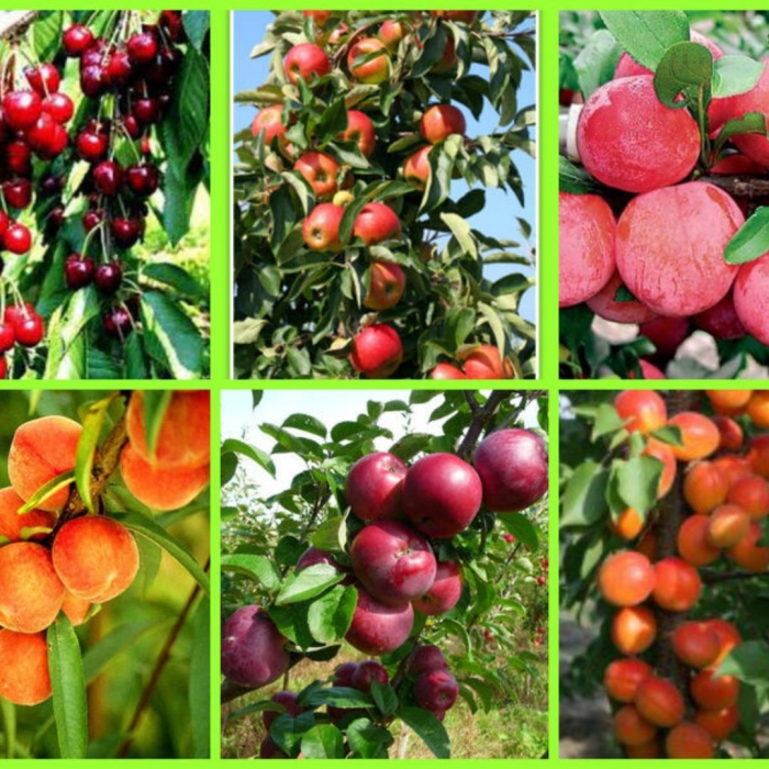 Саженцы плодовых деревьев