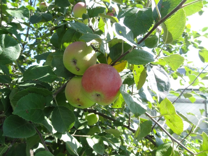 Яблоня память есаула