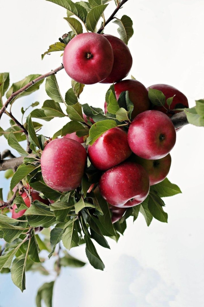 Яблоня слава победителю