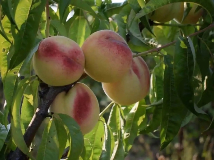 Сорт персика белый лебедь