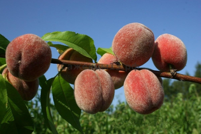Персик донецкий ранний