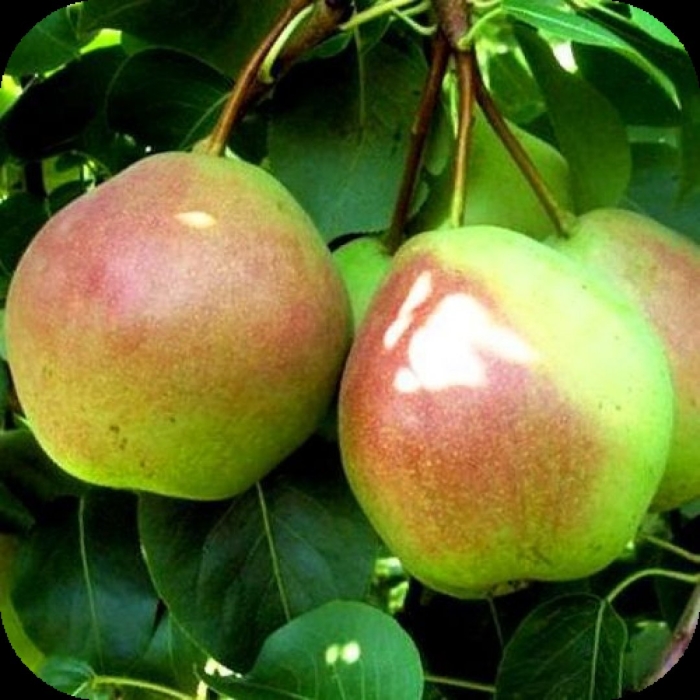 Груша северянка краснощекая