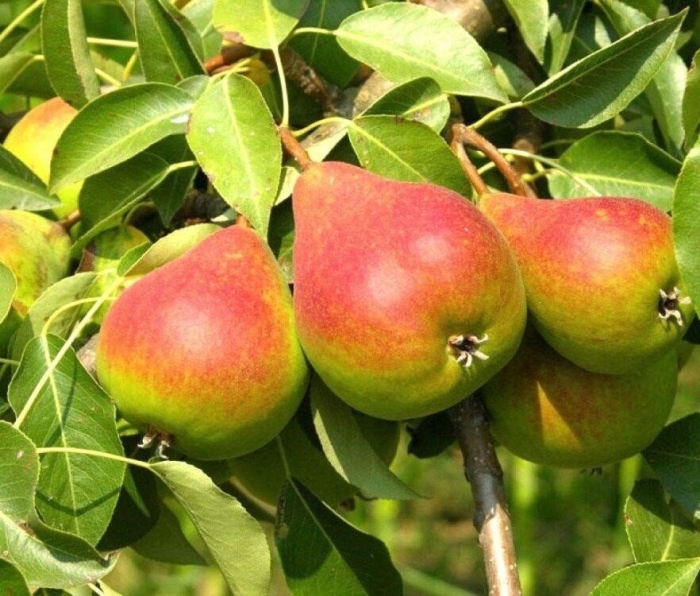 Груша саженец