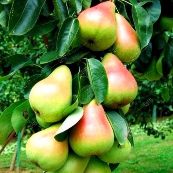 Груша колоновидная сапфира