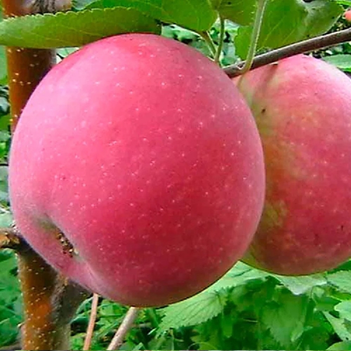 Яблоня память ульянищева