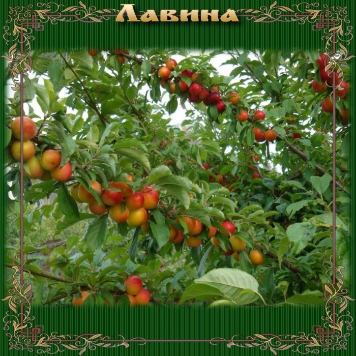 Саженцы алычи