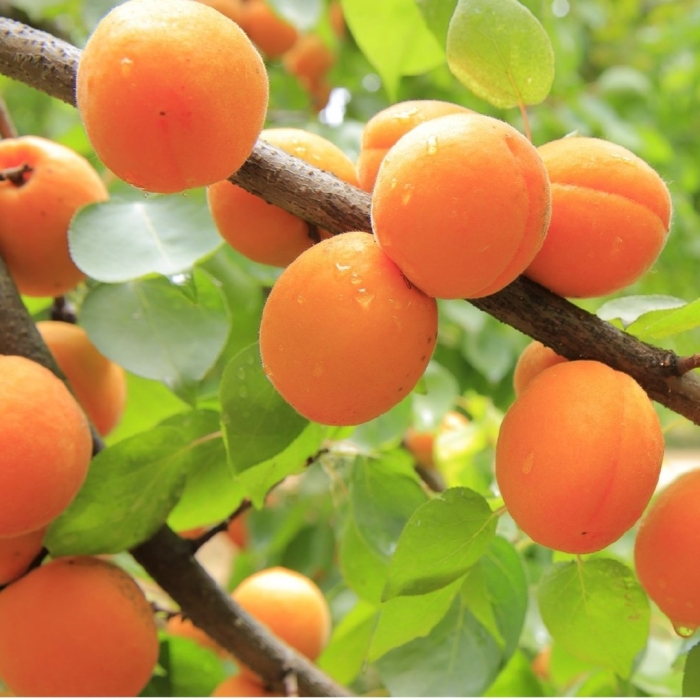 Абрикос маньчжурский