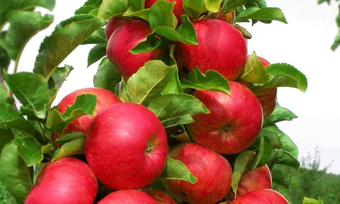 Яблоня колоновидная васюган