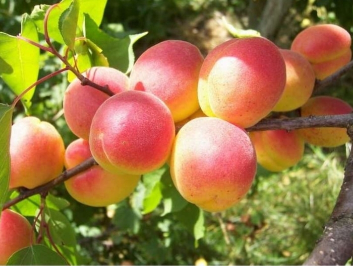 Абрикос харостар