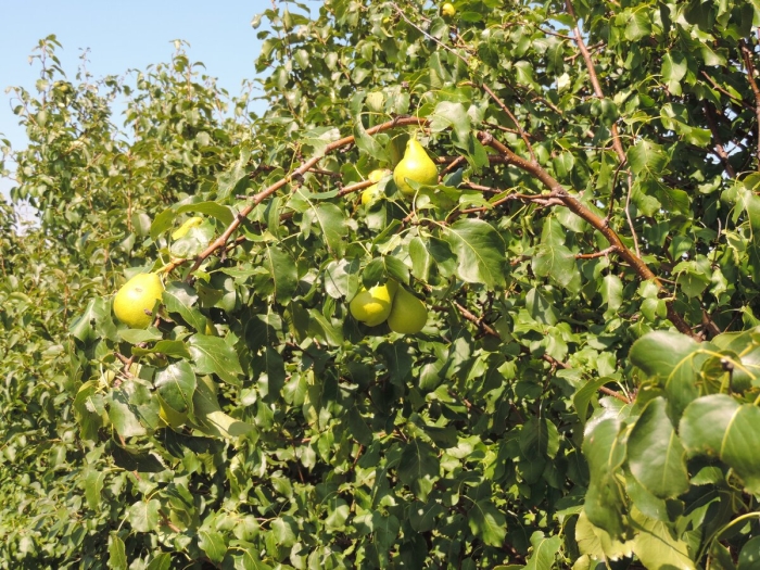 Сорта плодовых растений