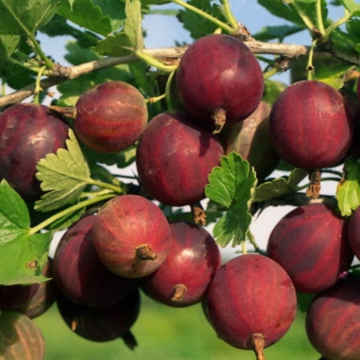 Крыжовник хиннонмаен пунайнен