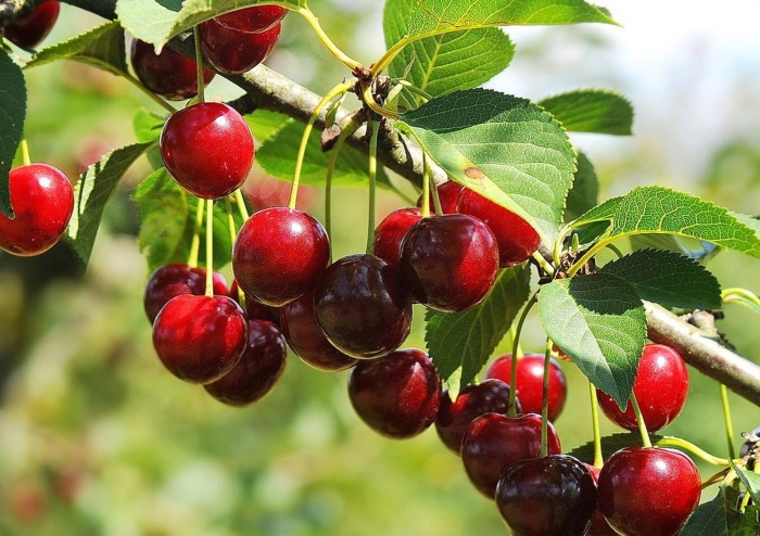 Сорт черешни ипуть