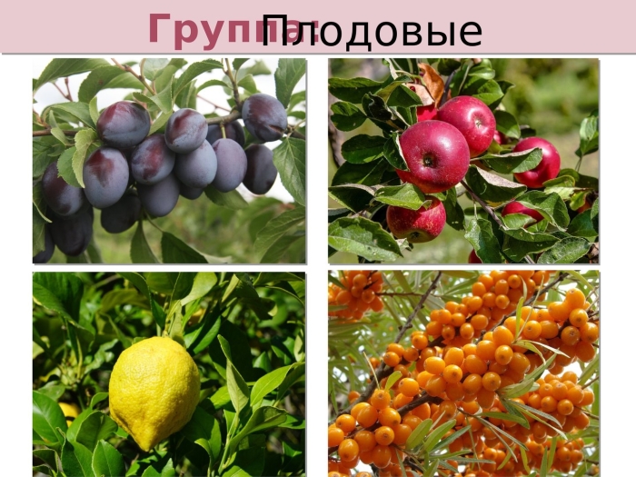 Плодовые растения примеры
