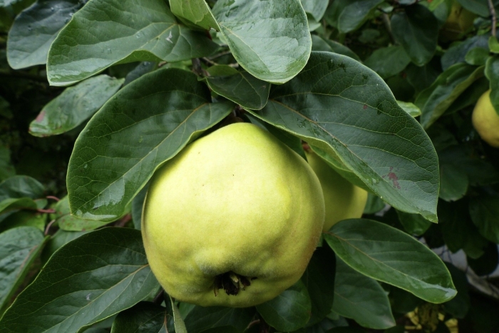 Айва сорт румо