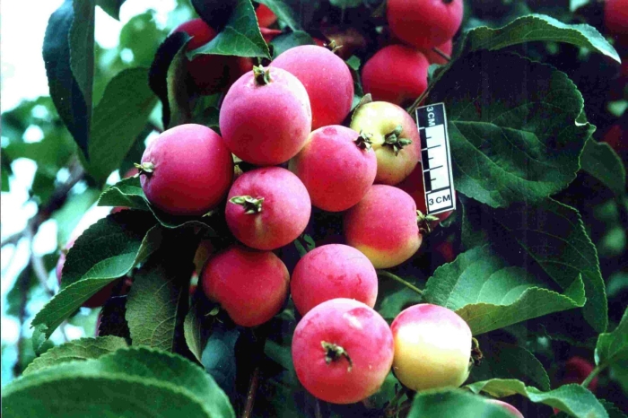 Яблоня полукультурная  заветное