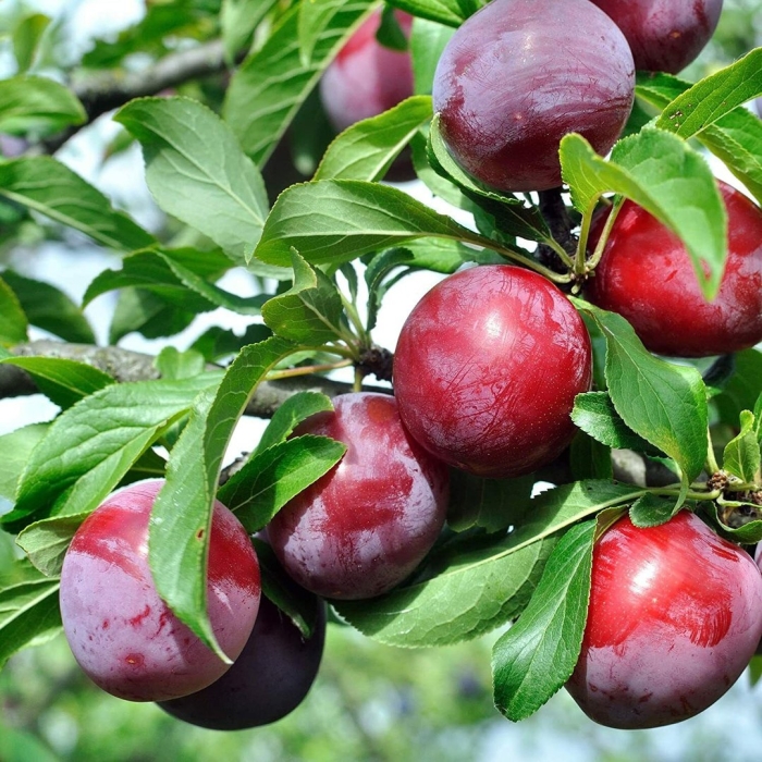 Слива оцарк премьер