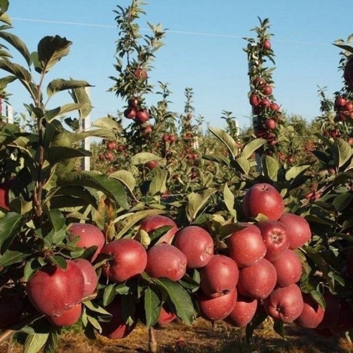 Яблоня ред кетти
