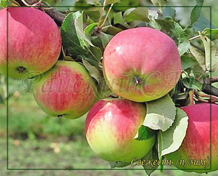 Яблоня уэлси