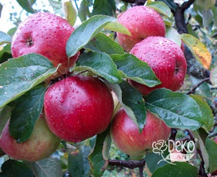 Яблоня ауксис