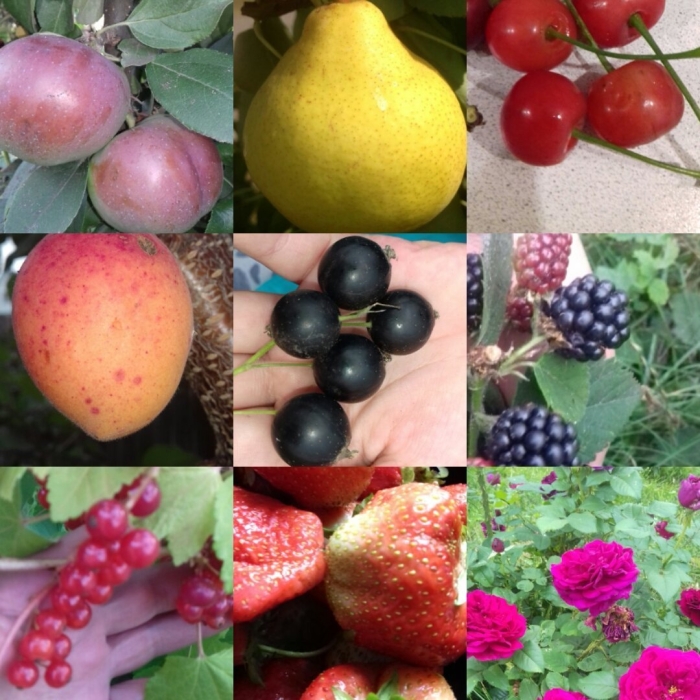 Ягодные культуры