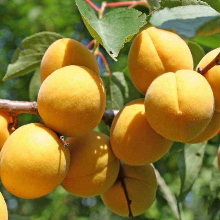 Абрикос челябинский ранний