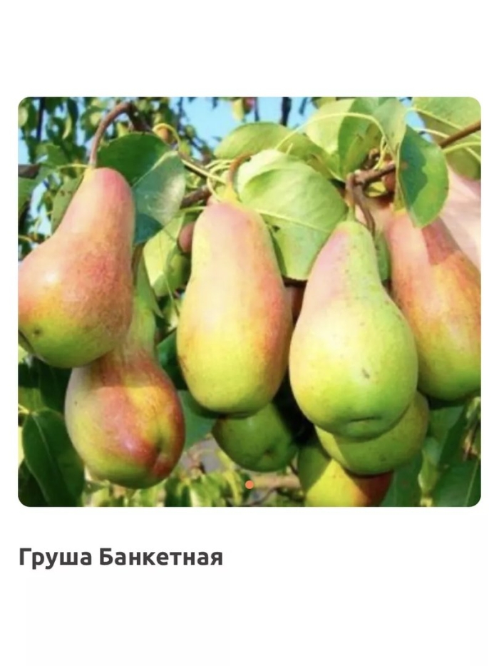 Талгарская красавица груша