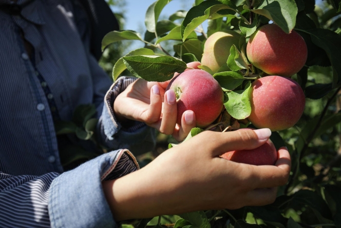 Яблоня августа