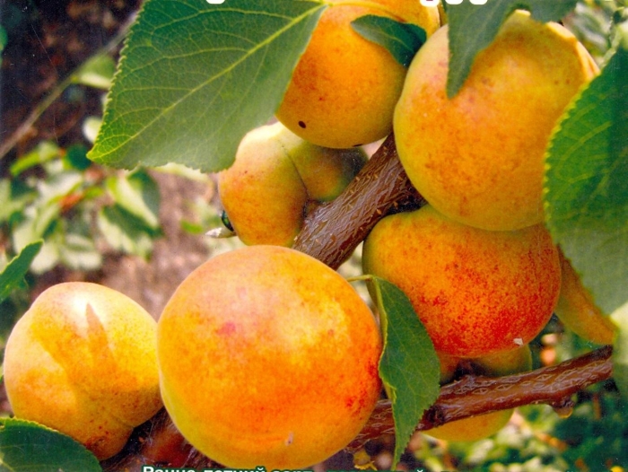 Абрикос триумф северный дерево