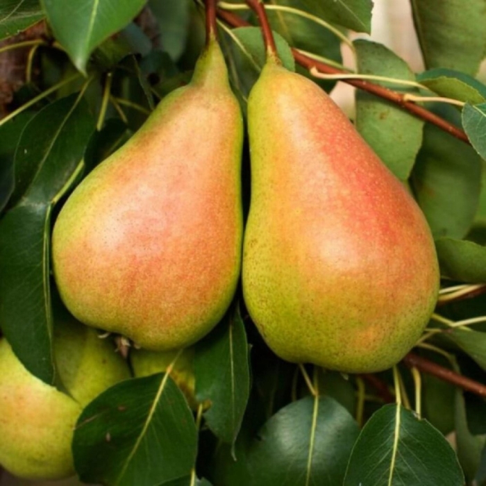 Груша тонковетка уральская