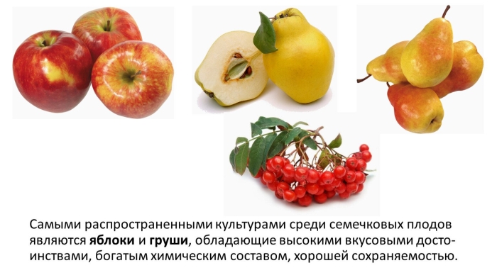 Семечковые плоды