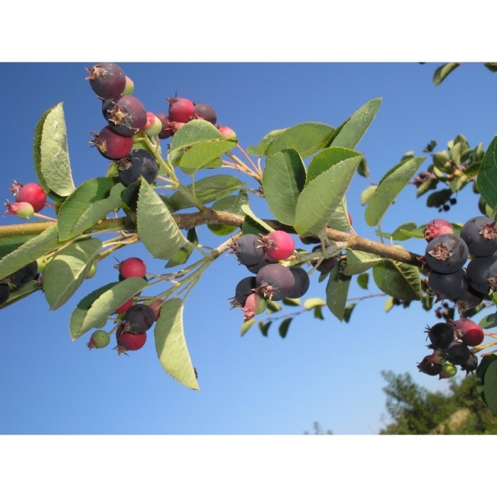 Ирга колосистая amelanchier spicata