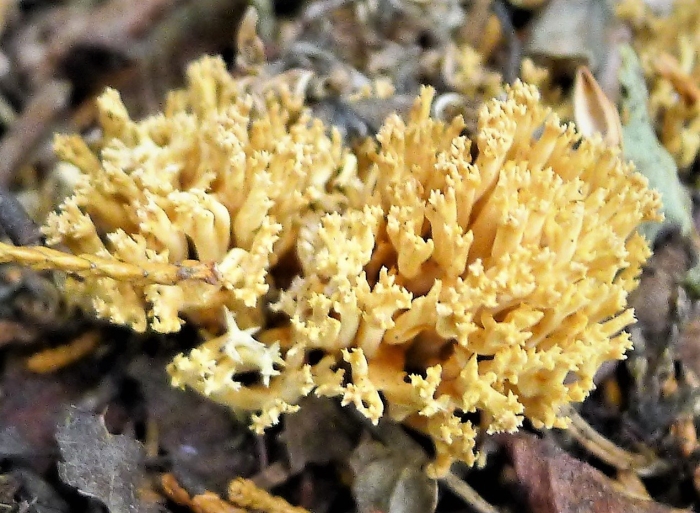 Ramaria flava