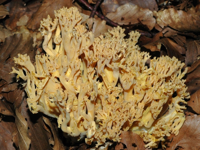 Гриб клавария бледно-бурая