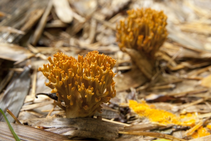 Ramaria sp
