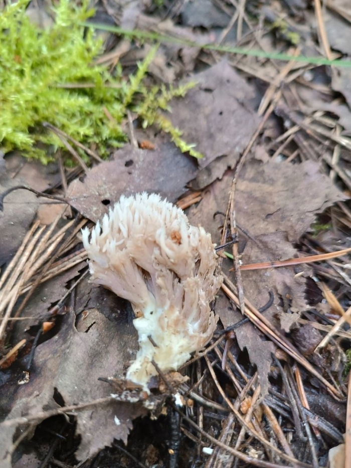 Гриб рогатик коралловидный